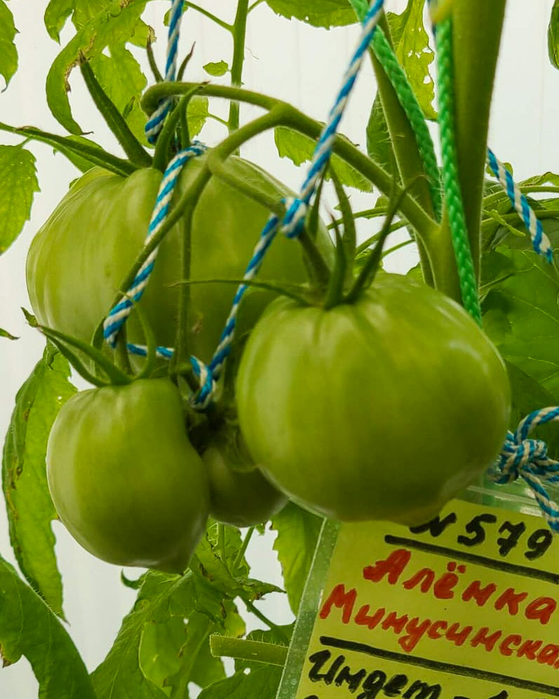 N0579: Aljonka Minusinskaja - Алёнка Минусинская