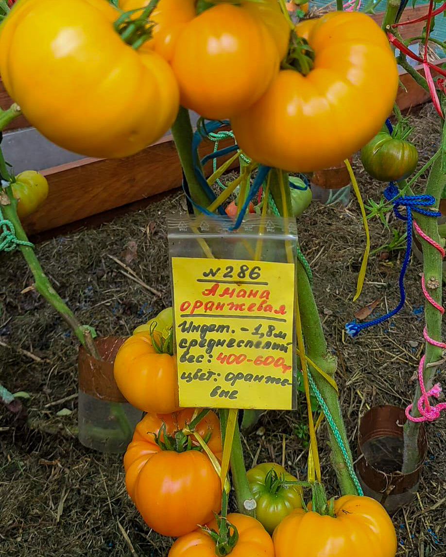 N0286: Amana Orange - Амана Оранжевая