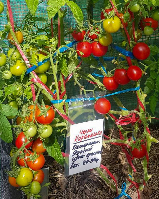 N0252: Cherrytomato Caramel - Черри Карамелька - Cherrytomate Karamel