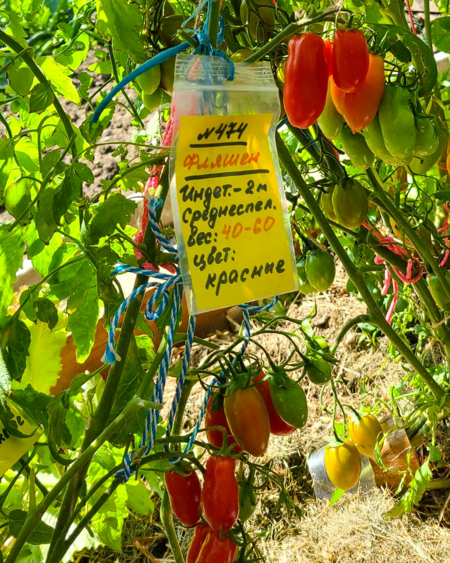 N0474: Flaschen Tomaten - Фляшен
