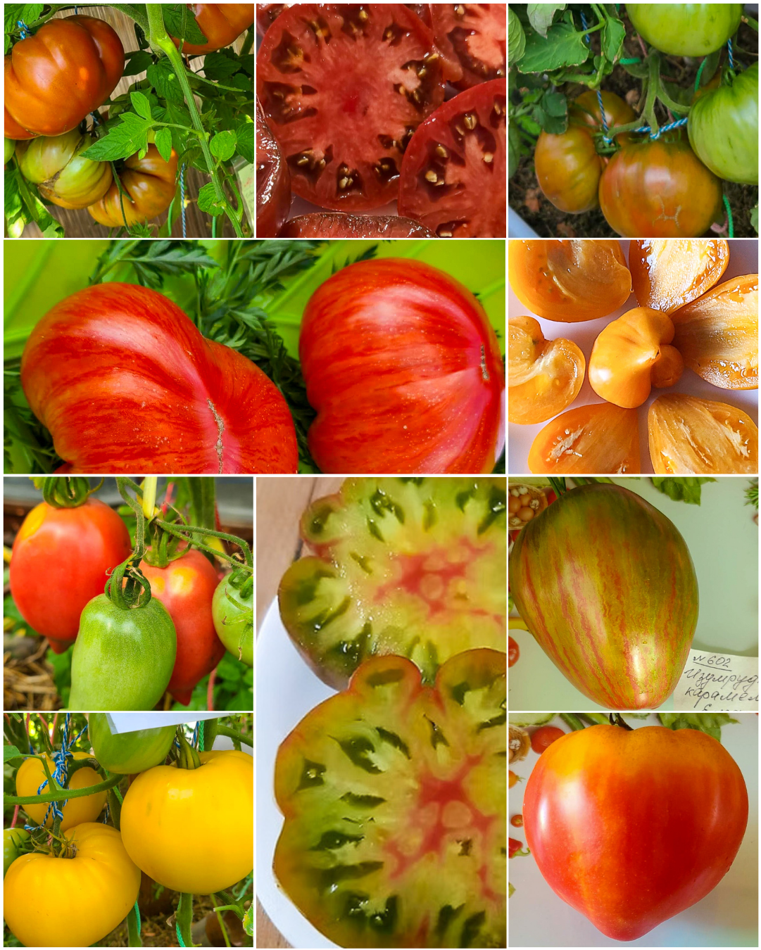 Vorteilspack N5007: Für Sammler - 10 Sorten/100 Tomatensamen