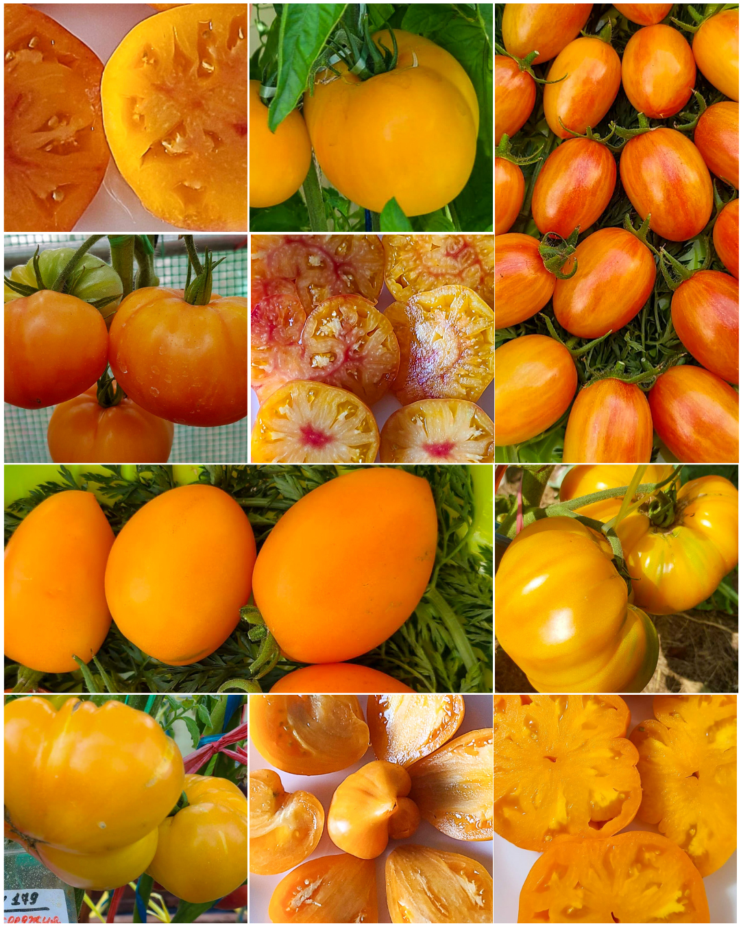 Vorteilspack N5002: Gelbes Glück - 10 Sorten/100 Tomatensamen