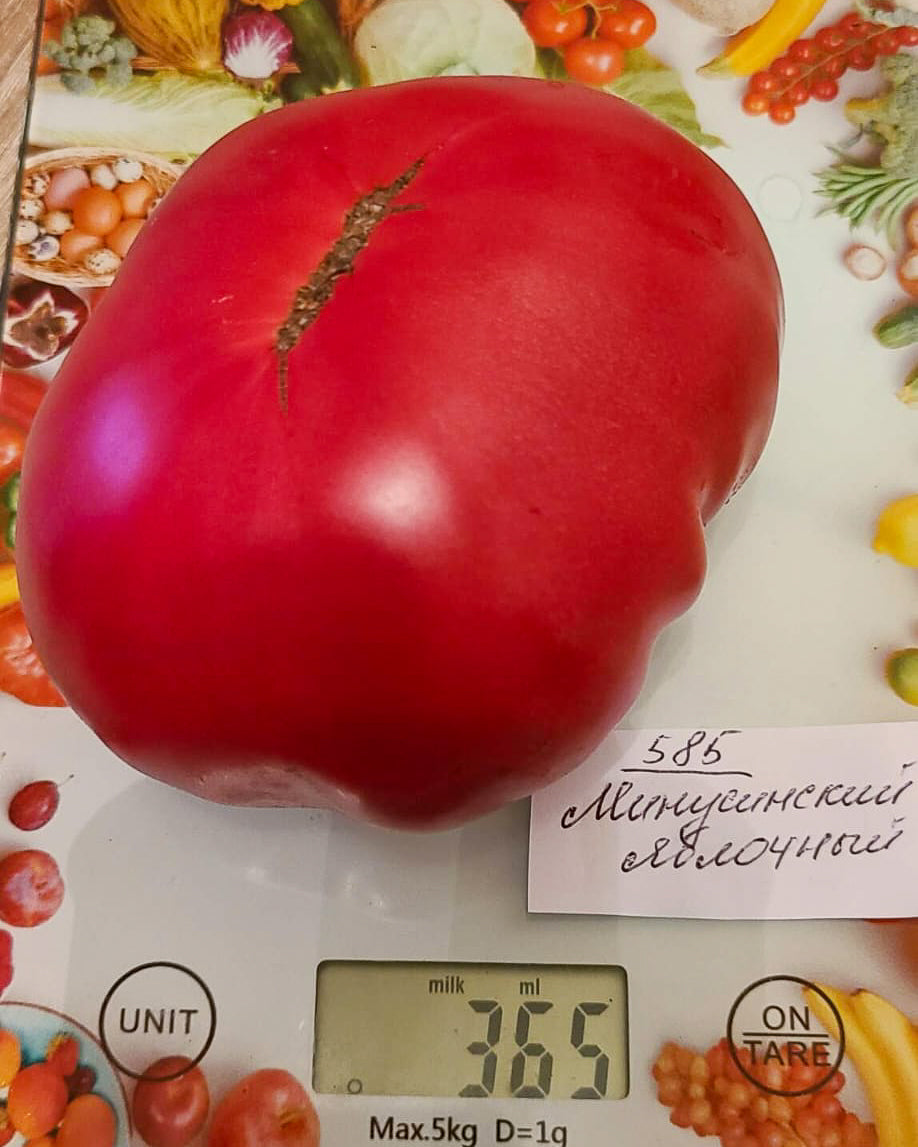 N0585: Minusinsk Apple - Минусинский Яблочный - Minusinsky Apfel