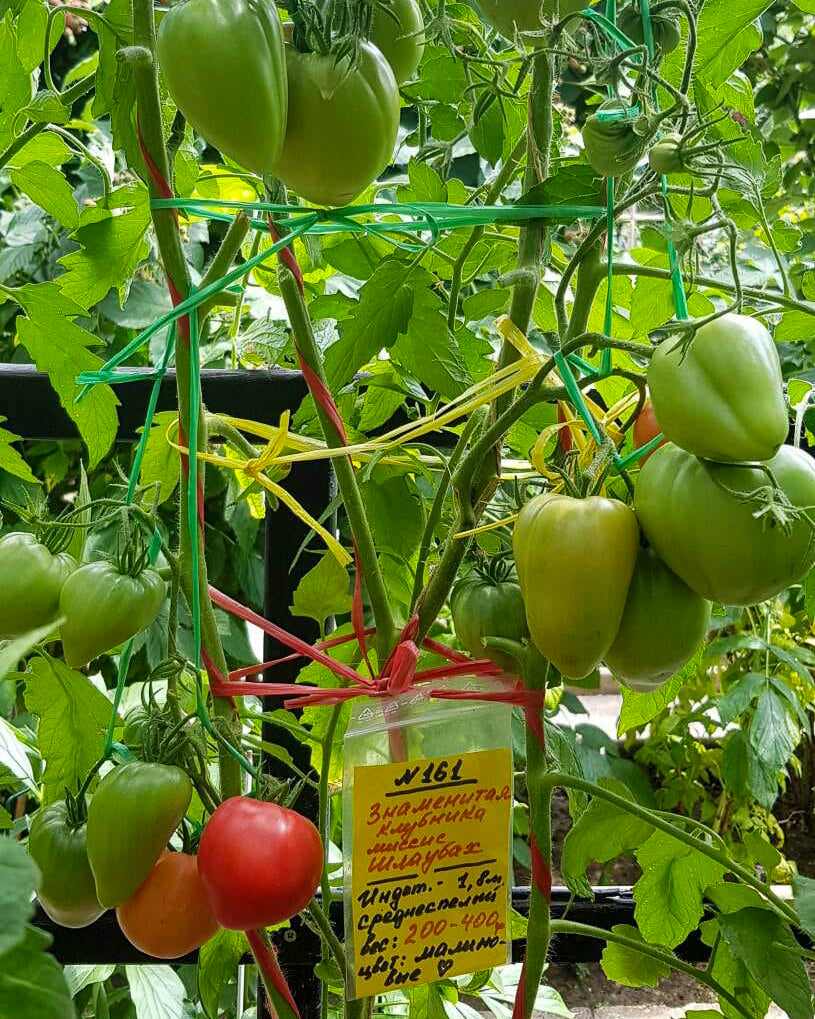 N0161: Mrs. Schlaubach Famous Strawberry - Знаменитая Клубника Миссис Шлаубах - Frau Schlaubach's Berümte Erdbeere