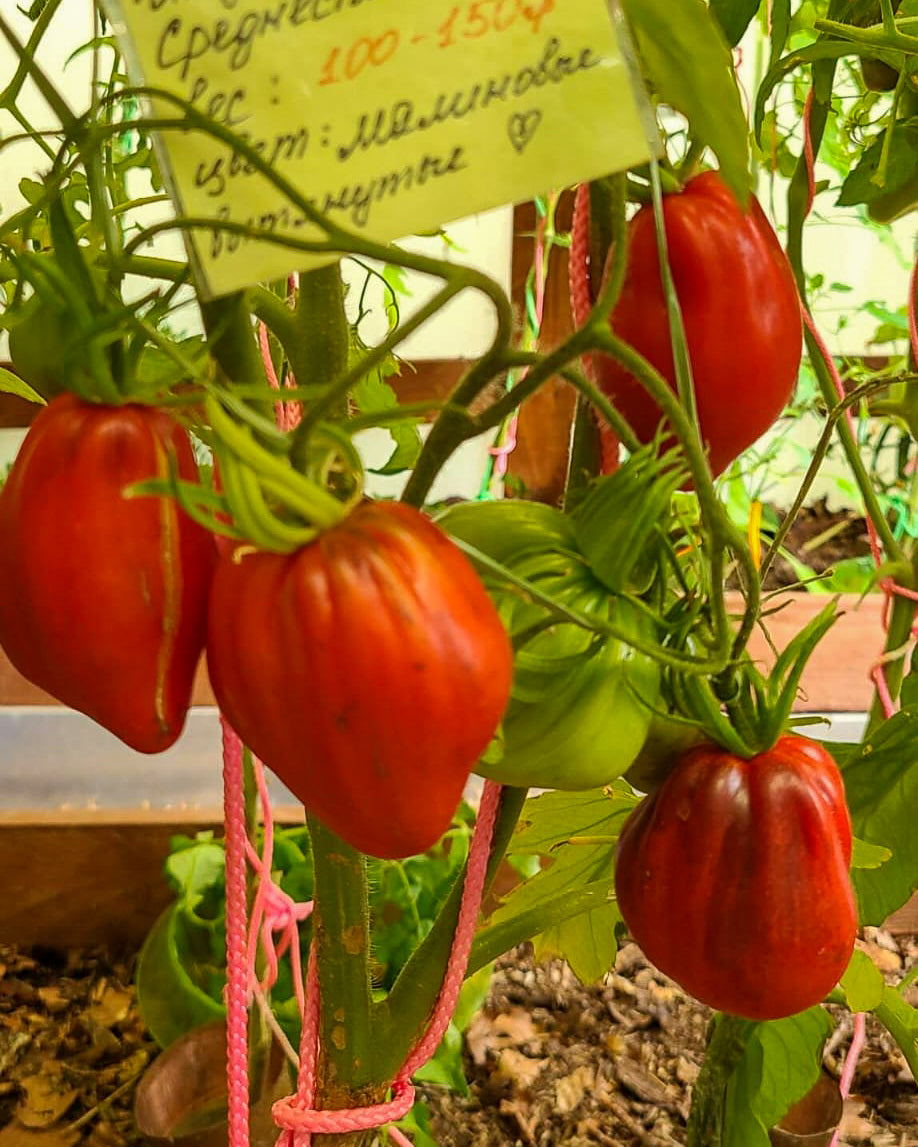 N0666: Sergant Peppers Himbeernasen - Малиновые Носики Сержанта Пеппера