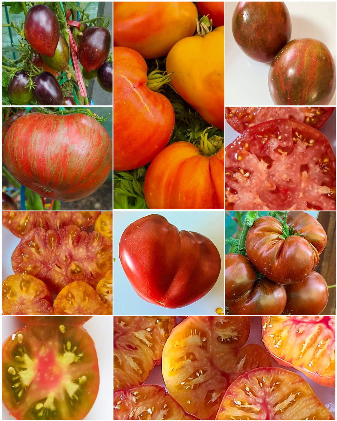 Vorteilspack N5008: Tiefwachsende - 10 Sorten/100 Tomatensamen
