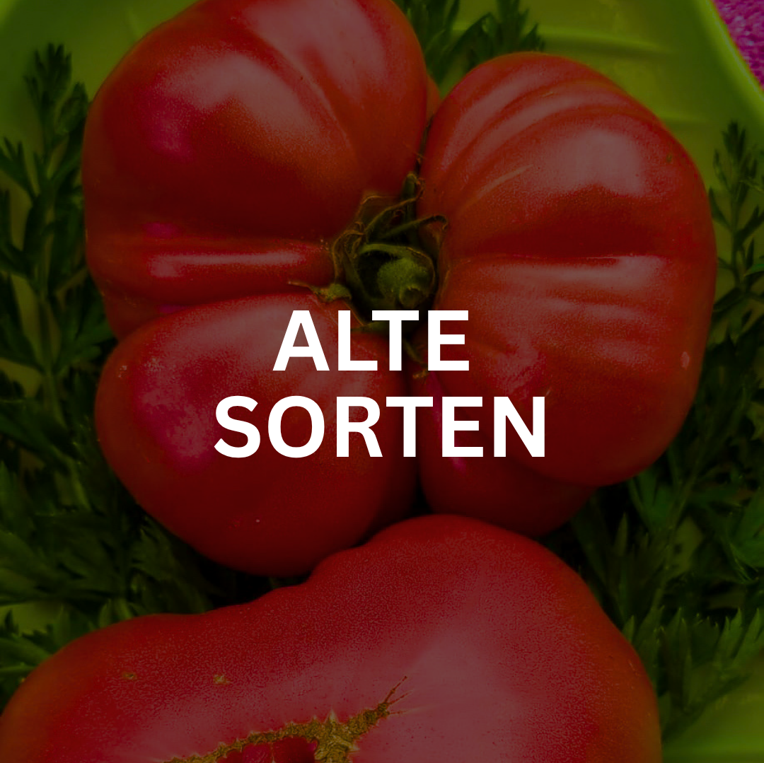 Alte Tomatensamen - Samenfest