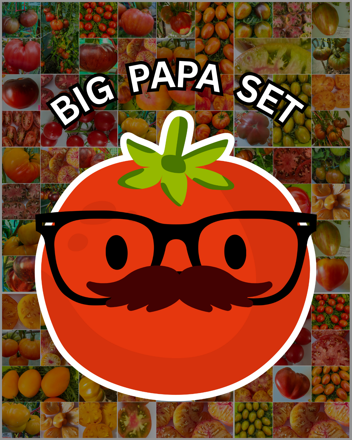 Vorteilspack N5011: Big Papa Pack - 100 Sorten/500 Tomatensamen