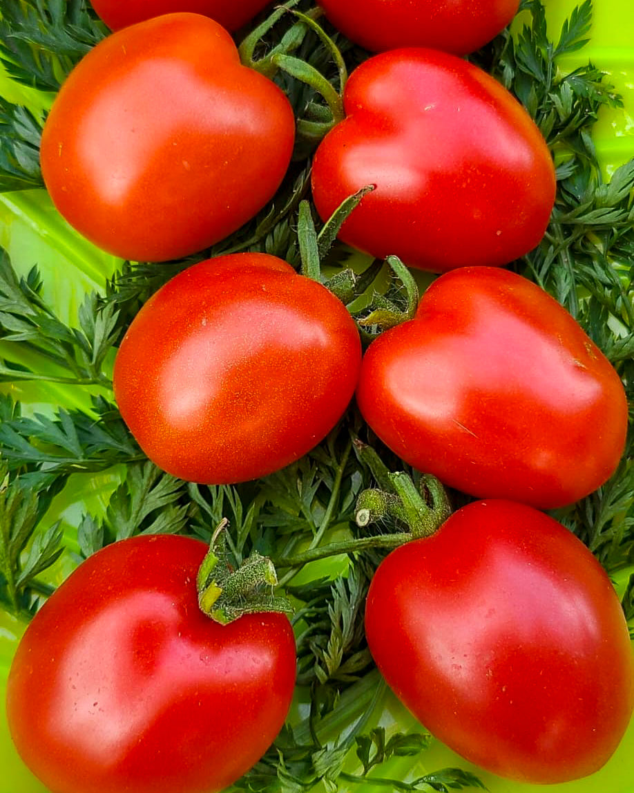 N0472: Almaty Tulip Red - Алматинский Тюльпан Красный - Alma Ata Tulpe Rot