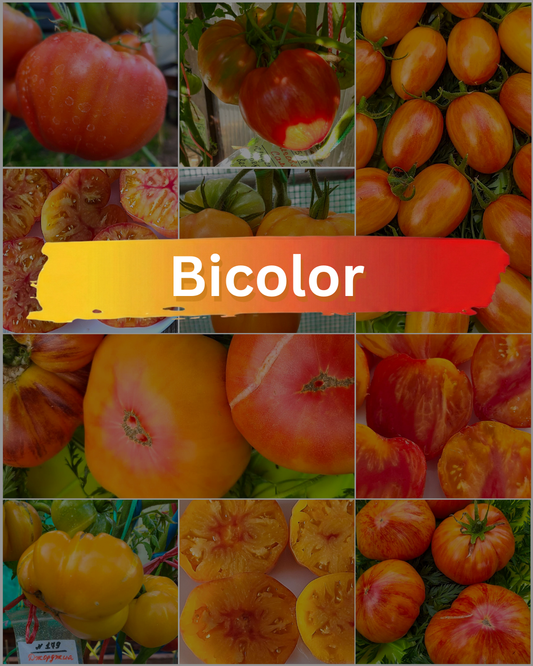 Vorteilspack N5003: Bicolor - 10 Sorten/100 Tomatensamen