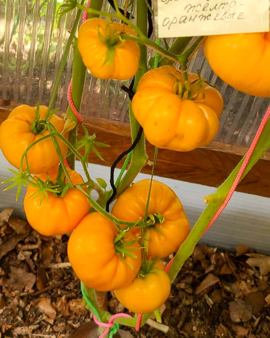 N0294: Big Golden Delicious - Большой Золотой Вкусный - Große Goldene Köstlichkeit
