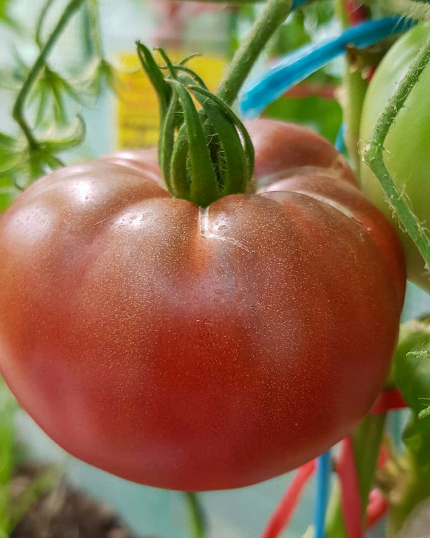 N0087: Black Krim - Чёрный Крым - Schwarze Krim