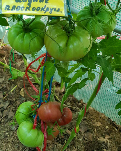 N0087: Black Krim - Чёрный Крым - Schwarze Krim