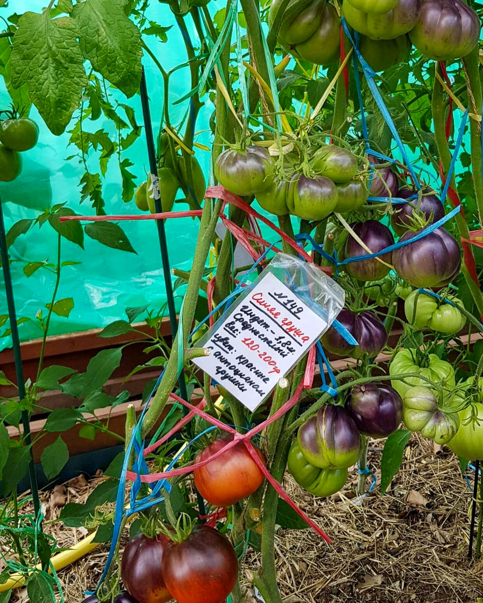 N0149: Blue Pear - Синяя Груша - Blaue Birne
