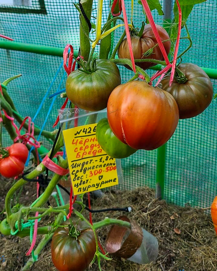 N0426: Brad's Black Heart - Чёрное Сердце Бреда - Breds Schwarzes Herz
