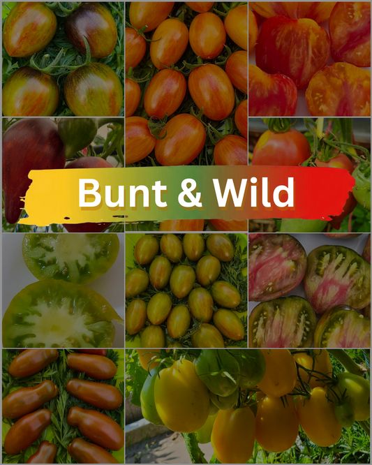 Vorteilspack N5006: Bunt & Wild - 10 Sorten/100 Tomatensamen