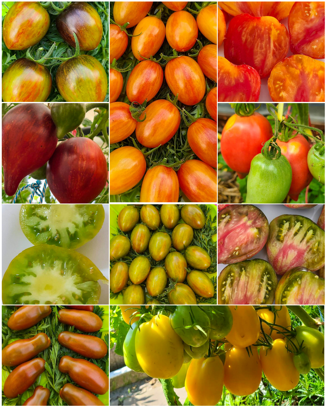 Vorteilspack N5006: Bunt & Wild - 10 Sorten/100 Tomatensamen
