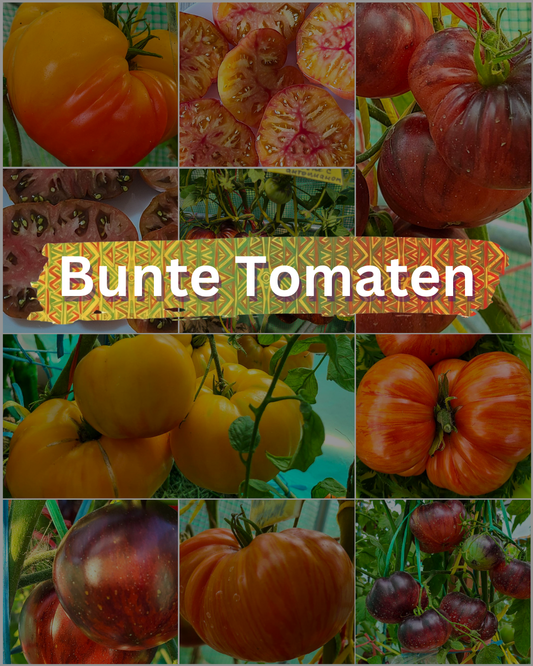 Vorteilspack N5005: Bunte Tomaten - 10 Sorten/100 Tomatensamen