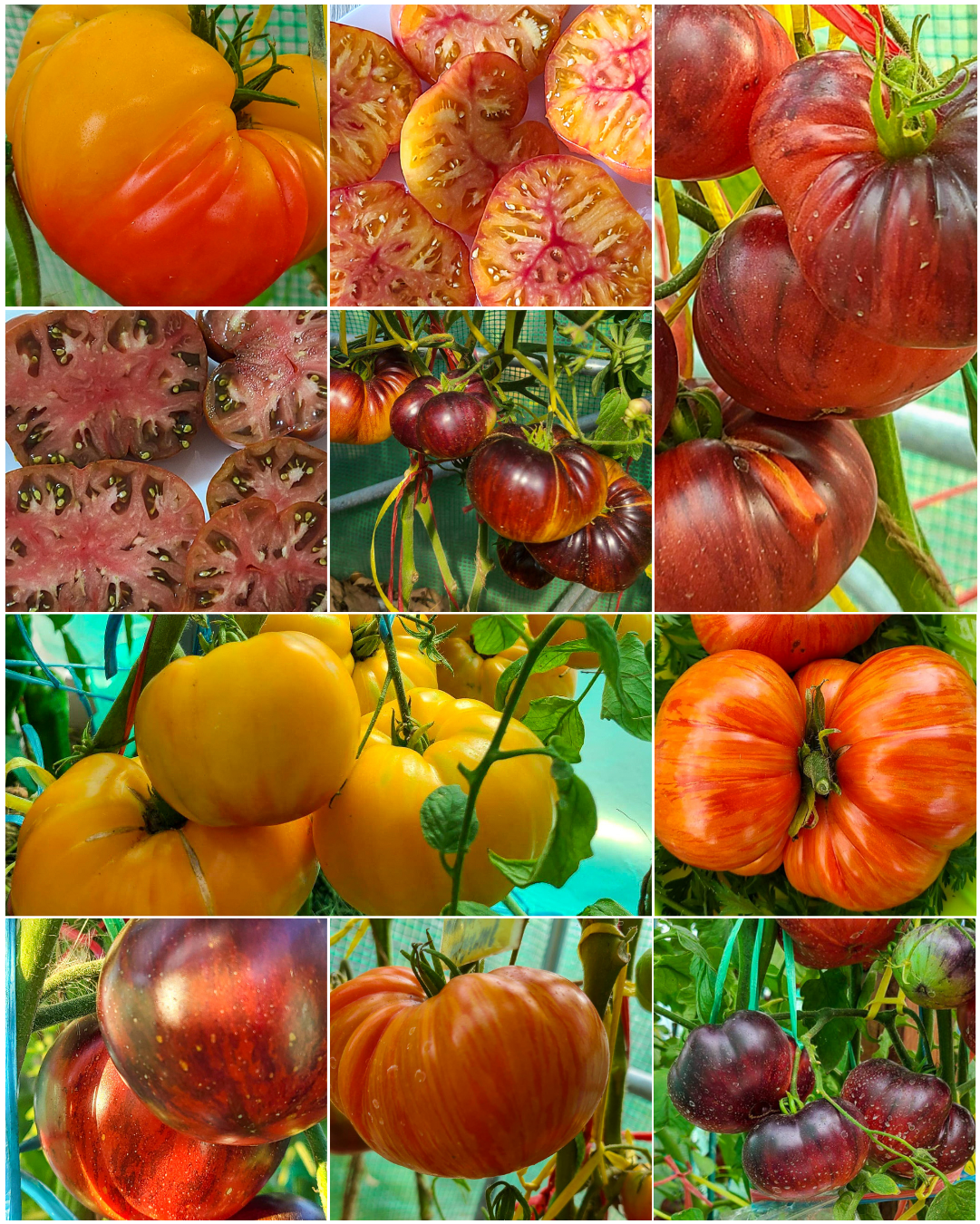 Vorteilspack N5005: Bunte Tomaten - 10 Sorten/100 Tomatensamen