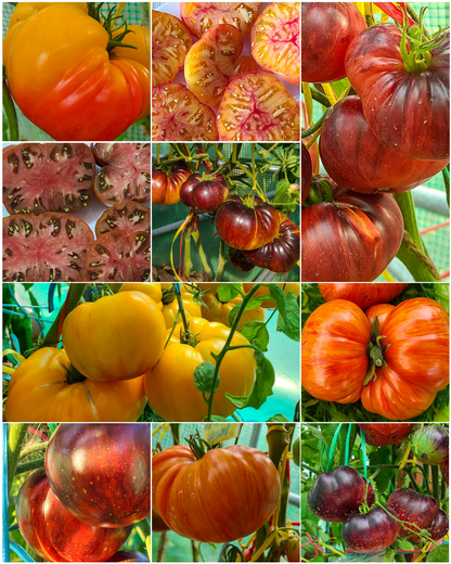 Vorteilspack N5005: Bunte Tomaten - 10 Sorten/100 Tomatensamen