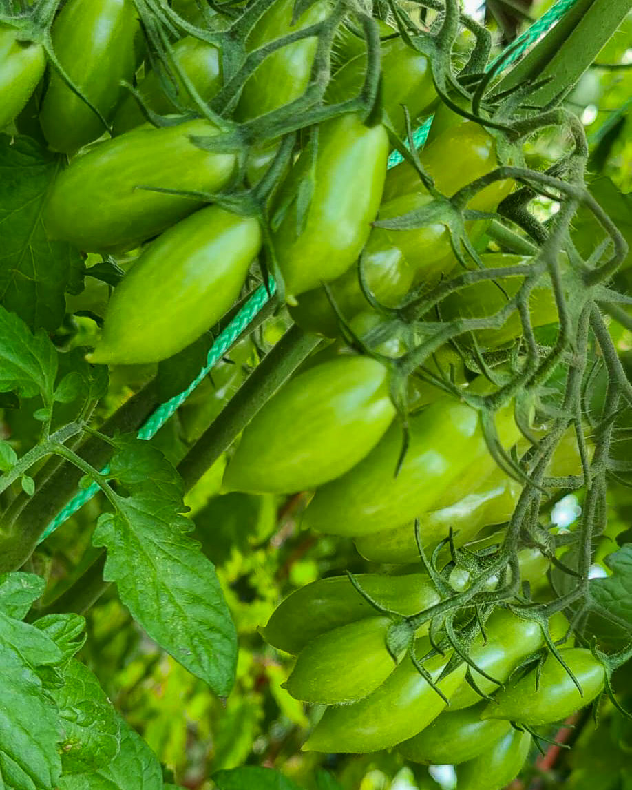 N0651: Cherry Dancing Green Fingers - Черри Танцующие Зелёные Пальчики - Tanzende Grüne Fingerchen