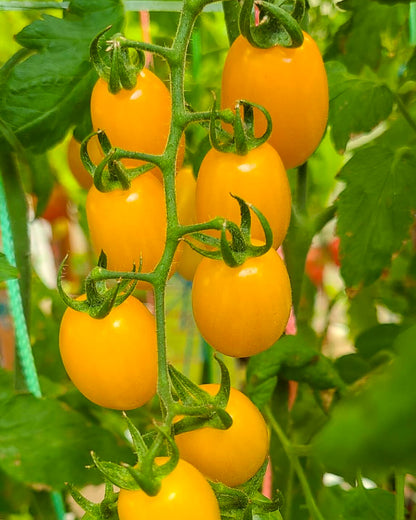 N0610: Cherry Datterini - Черри Даттерини