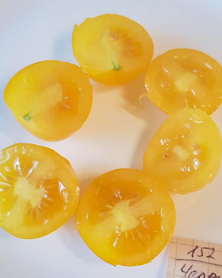 N0152: Cherry Monisto Amber - Черри Монисто Янтарное
