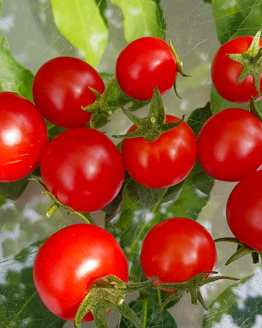 N0252: Cherrytomato Caramel - Черри Карамелька - Cherrytomate Karamel