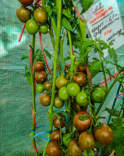 N0008: Chocolate Cherry - Черри Шоколадные - Schokoladen-Kirsche