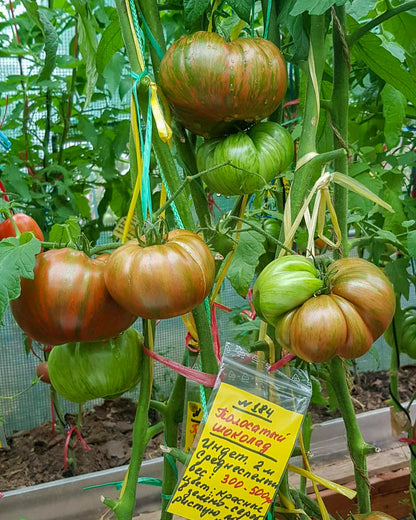 N0184: Chocolate Striped Beefsteak - Полосатый Шоколад - Schokoladen Gestreifter Steak