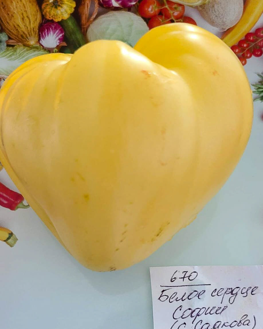 N0670: Das Weiße Herz von Sofia - Белое Сердце Софии - Sofia's White Heart