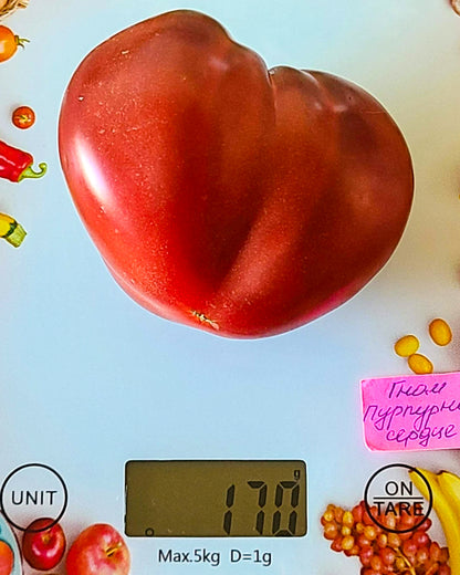 N0211: Dwarf Purple Heart - Гном Пурпурное Сердце - Zwerg Purpur Herz