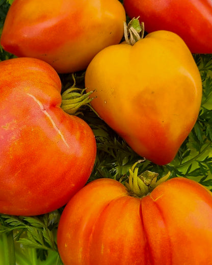 N0450: Dwarf Sunkissed Peach - Гном Загорелый Персик - zwerg Sonnengeküsste Pfirsich