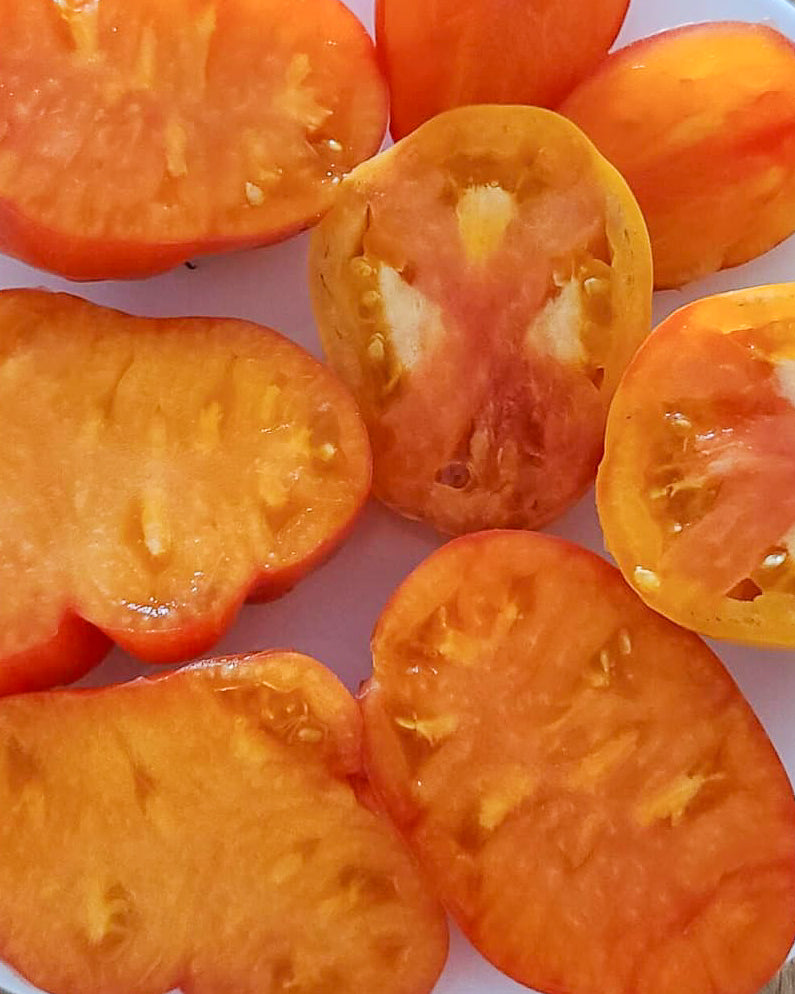 N0450: Dwarf Sunkissed Peach - Гном Загорелый Персик - zwerg Sonnengeküsste Pfirsich