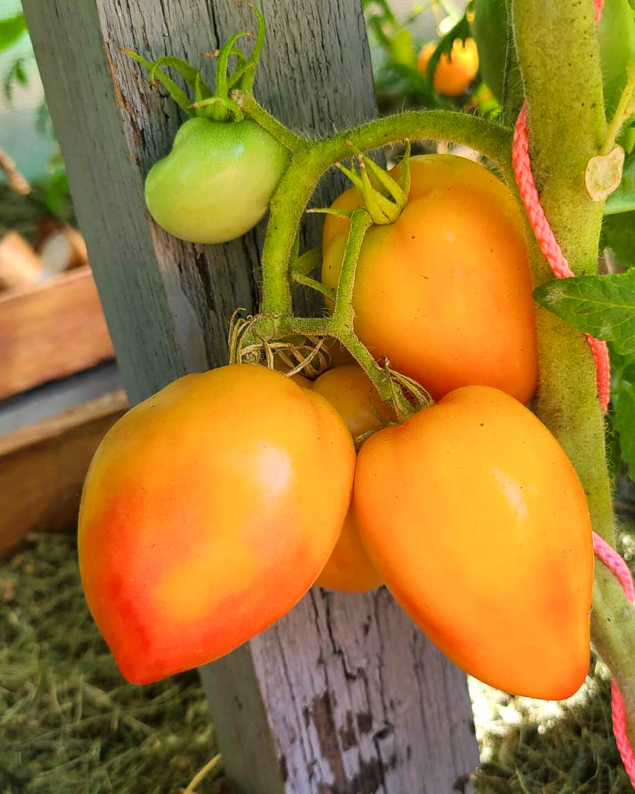 N0450: Dwarf Sunkissed Peach - Гном Загорелый Персик - zwerg Sonnengeküsste Pfirsich