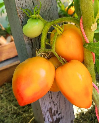 N0450: Dwarf Sunkissed Peach - Гном Загорелый Персик - zwerg Sonnengeküsste Pfirsich