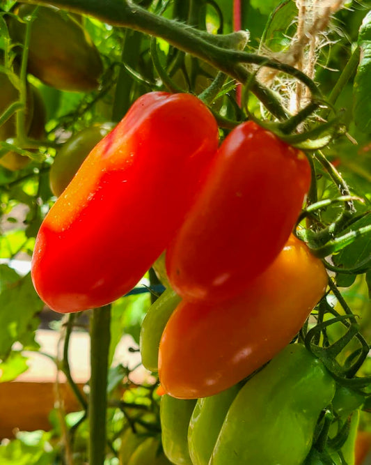 N0474: Flaschen Tomaten - Фляшен