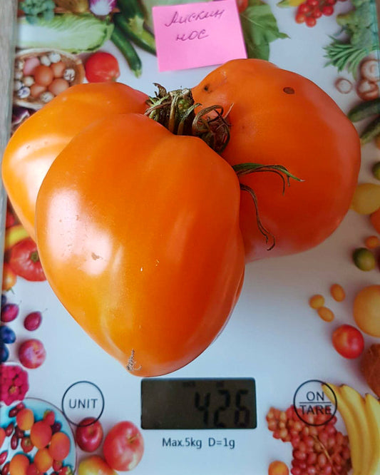 N0194: Fox Nose - Лискин Нос - Fuchsnase