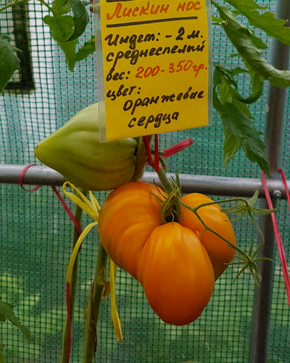 N0194: Fox Nose - Лискин Нос - Fuchsnase