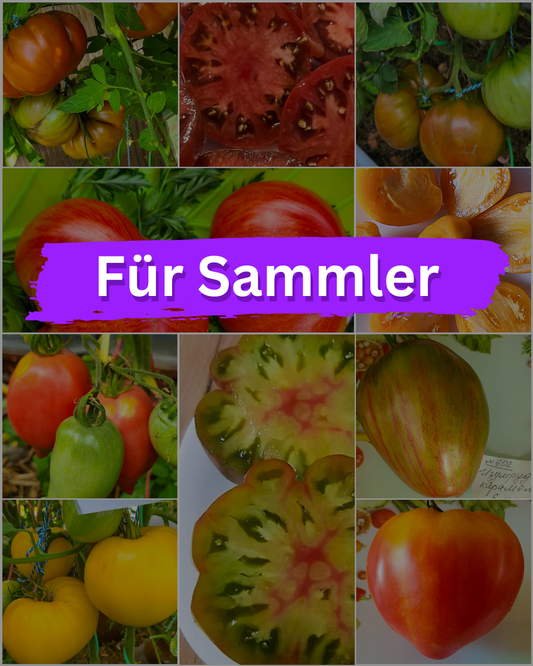 Vorteilspack N5007: Für Sammler - 10 Sorten/100 Tomatensamen