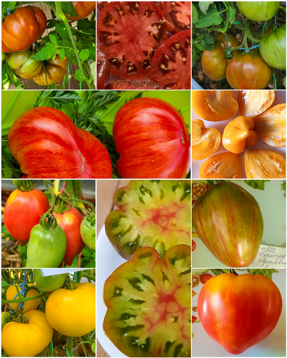 Vorteilspack N5007: Für Sammler - 10 Sorten/100 Tomatensamen