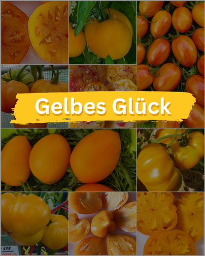 Vorteilspack N5002: Gelbes Glück - 10 Sorten/100 Tomatensamen