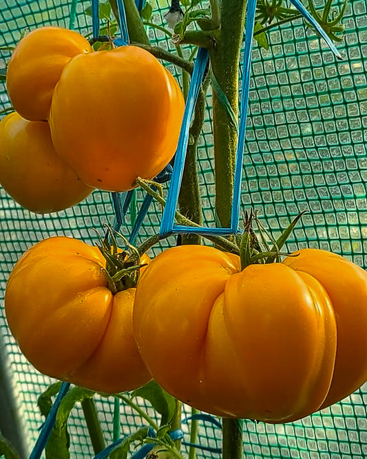 N0037: German Orange Strawberry - Германская Оранжевая Клубника - Deutsche Orangene Erdbeere