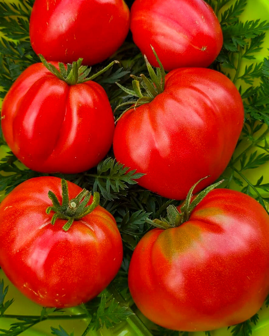 N0324: German Red Strawberry - Германская Красная Клубника - Deutsche Rote Erdbeere