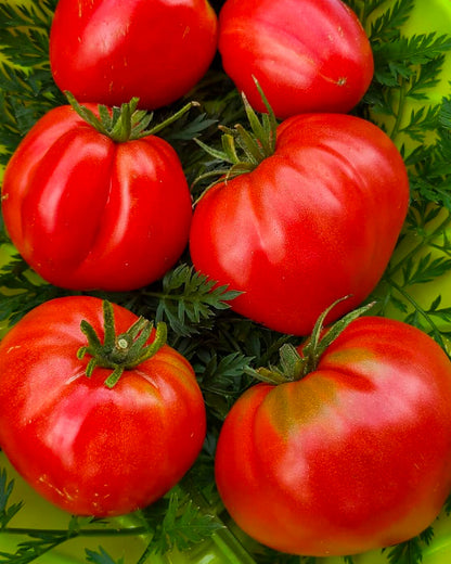 N0324: German Red Strawberry - Германская Красная Клубника - Deutsche Rote Erdbeere