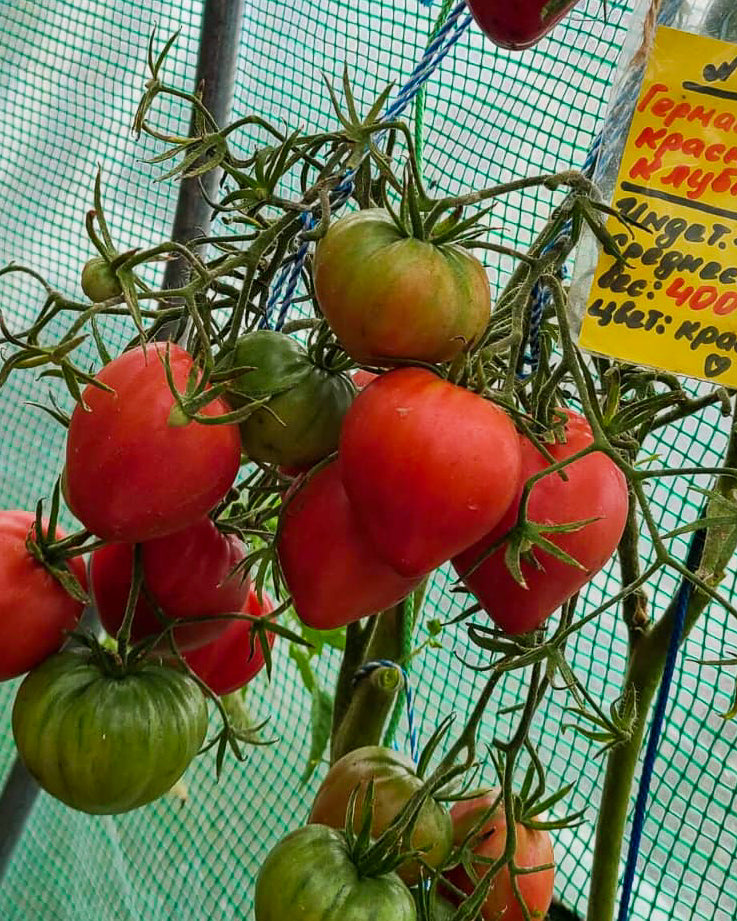 N0324: German Red Strawberry - Германская Красная Клубника - Deutsche Rote Erdbeere