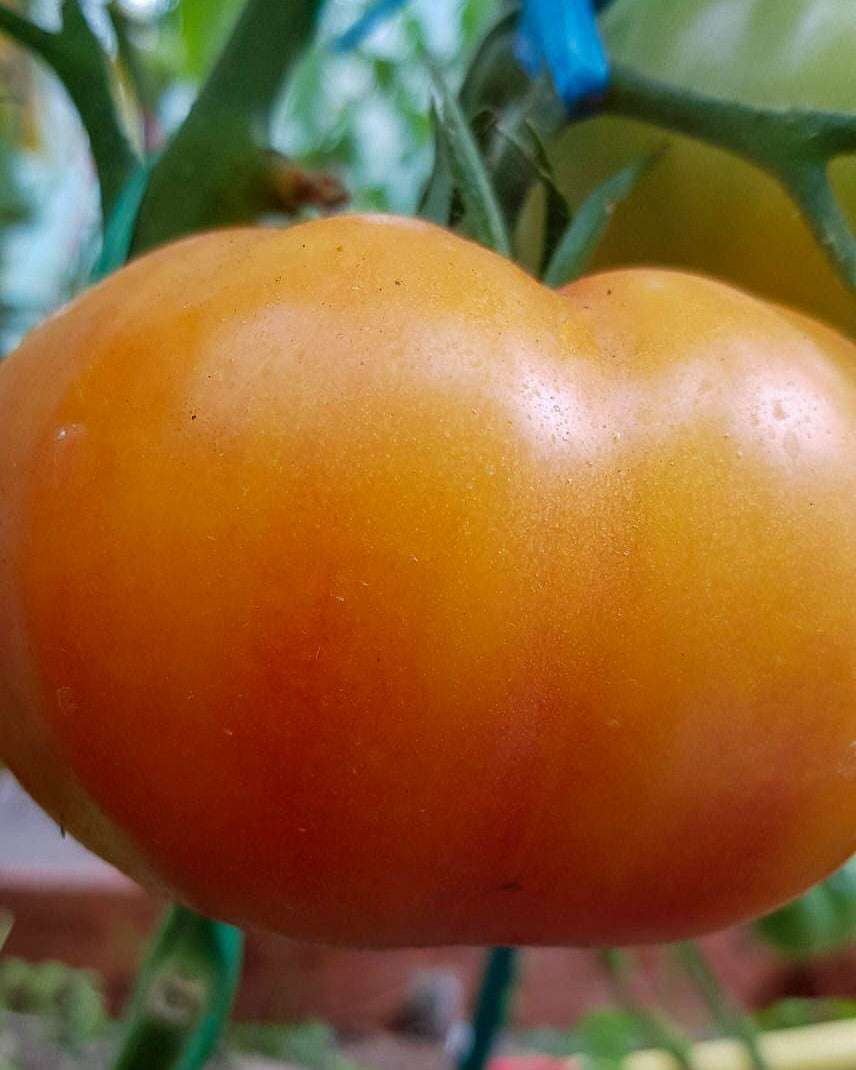 N0134: Grapefruit - Грейпфрут