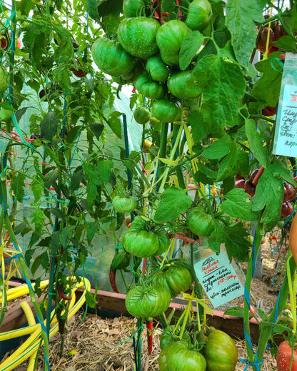 N0118: Green Copia - Зелёная Копия - Grüne Kopie - Green Copy