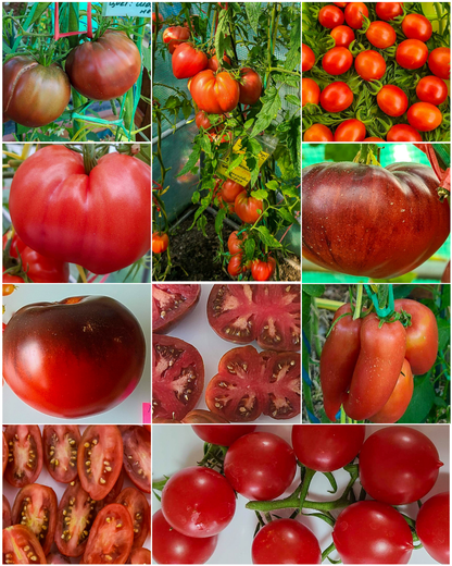 Vorteilspack N5001: Ich sehe Rot - 10 Sorten/100 Tomatensamen