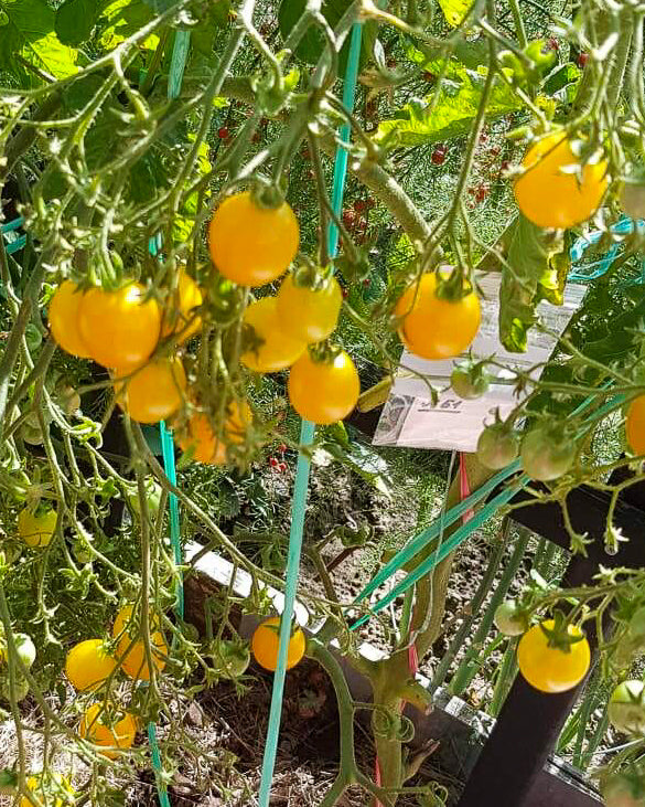 N0061: Ildi Cherry Tomato - Черри Ильди - Tomate Ildi